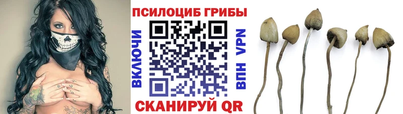 Галлюциногенные грибы мицелий  блэк спрут ссылка  Лебедянь 
